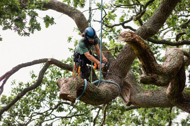How Our Tree Care Process Works  in  Ipswich, SD