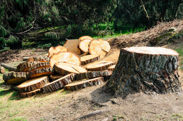 Reliable Ipswich, SD Tree Care Solutions